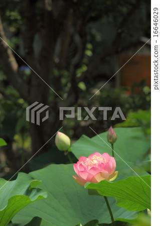 Hass at the Hokenbosaku 16646029