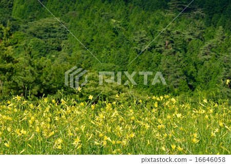 Yugege flowers shining in the sunlight 16646058