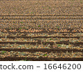 Onion farm 16646200