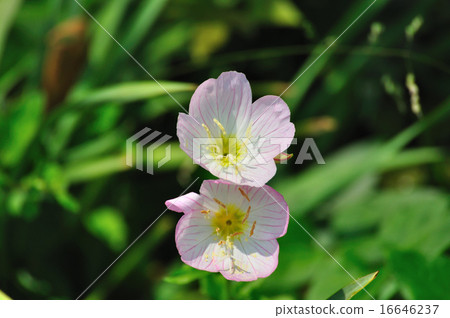 Evening primrose on the lake (Hikaraki Kamisou) 16646237