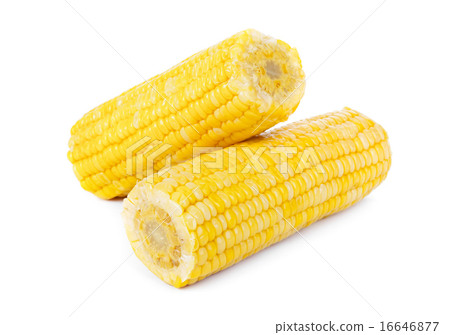 Corn 16646877