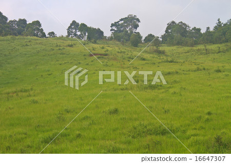 grass field in the beginning of summer 16647307