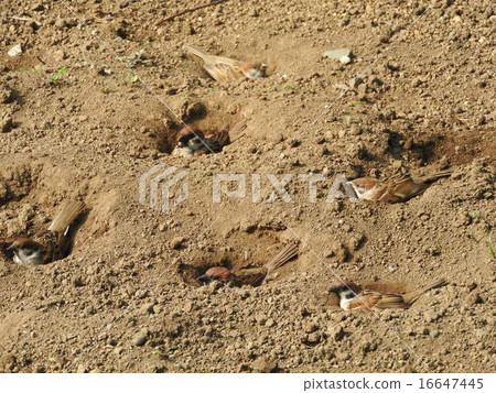 Sparrows bathed in sand to drop parasites on the body. Sparrows bathed in sand to drop parasites on the body. 16647445