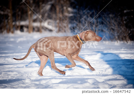weimaraner dog runs in winter weimaraner dog runs in winter 16647542