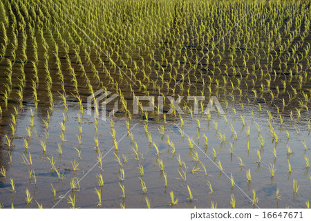 日本群馬縣水稻種植 日本群馬縣水稻種植 16647671