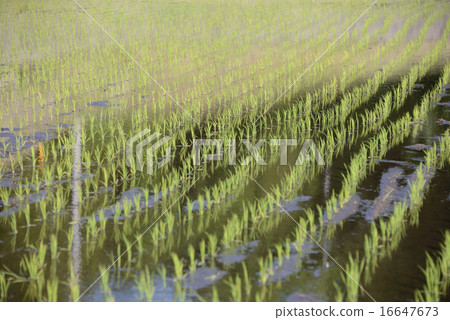 Japan Gunma Prefecture Rice Planting Japan Gunma Prefecture Rice Planting 16647673