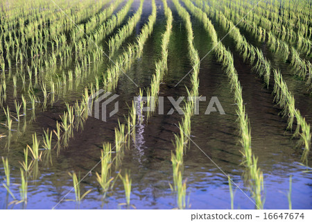 Japan Gunma Prefecture Rice Planting 16647674