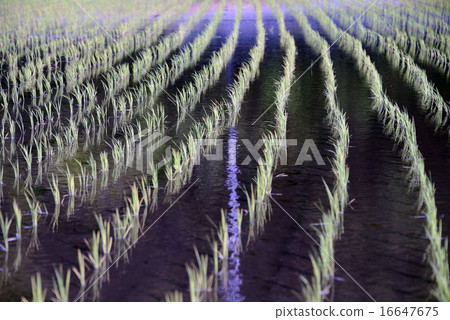 Japan Gunma Prefecture Rice Planting 16647675