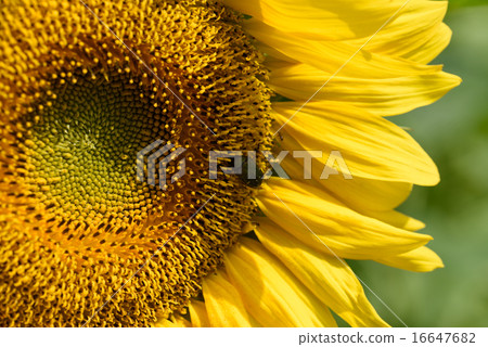Sunflower and Hanamuguri 16647682