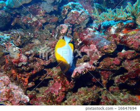 Saltwater fish Saltwater fish 16647694