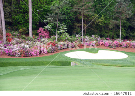 American Golf Course 16647911