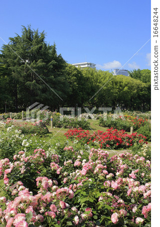 Togoku Garden / Rose Garden 16648244