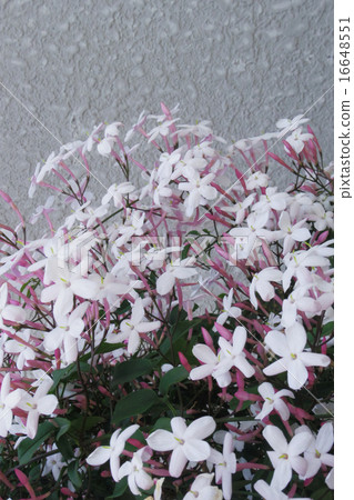Hagoromo Jasmine 1 16648551