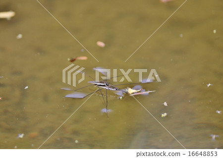 水黽 16648853