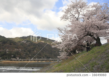 Katsuragawa River and Arashiyama in spring 16649060