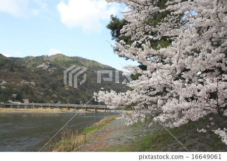 Katsuragawa River and Arashiyama in spring 16649061