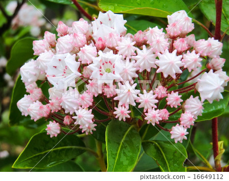 It was like a flower of Kalmia who had a bent shape like pencil and an unusual shape of a pentagon. 16649112