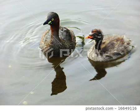 Parents and sisters of Kaizuburi who are close to the nest. Parents and sisters of Kaizuburi who are close to the nest. 16649116