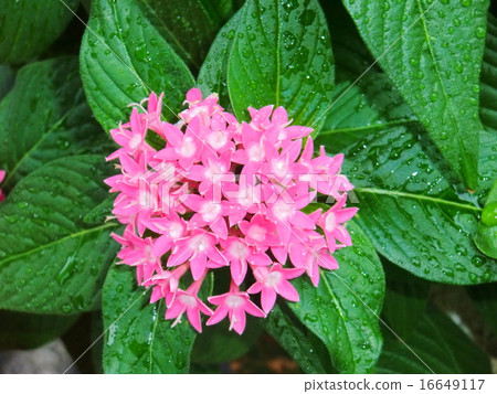 Santander is a very colorful flower with a tropical atmosphere. 16649117
