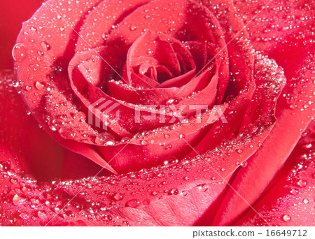 background of red rose background of red rose 16649712