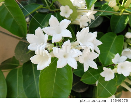 Hanayomebana 16649976