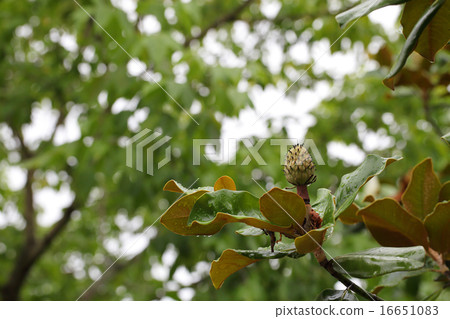 After the flowers of Taisanboku and rain drops After the flowers of Taisanboku and rain drops 16651083