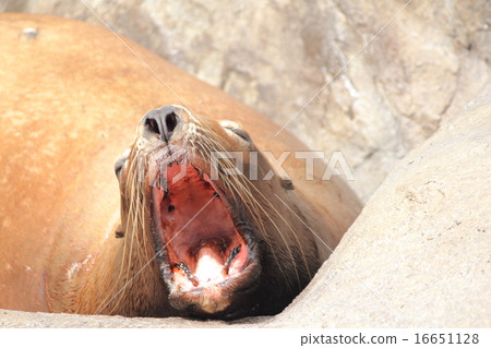 大哈欠 大哈欠 16651128