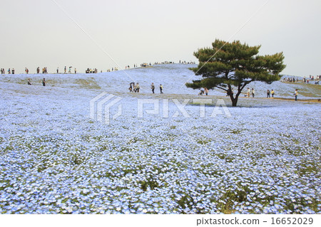 Nemophila of Hitachi Seaside Park Nemophila of Hitachi Seaside Park 16652029