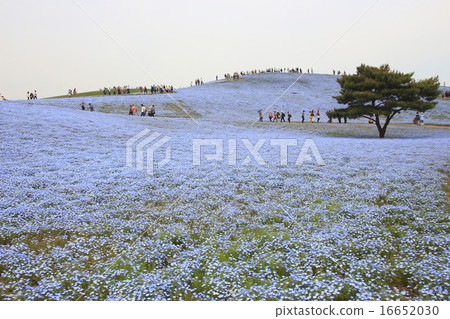 Nemophila of Hitachi Seaside Park Nemophila of Hitachi Seaside Park 16652030