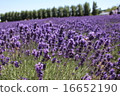 蜜蜂和薰衣草 16652190