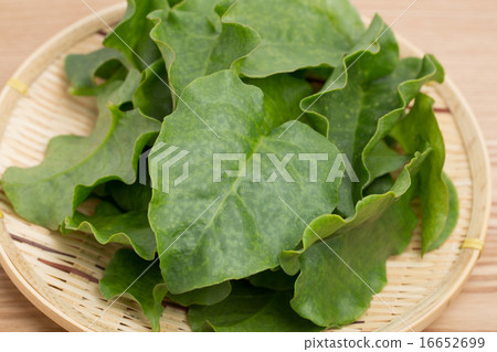 Okawakame Okawakame 16652699