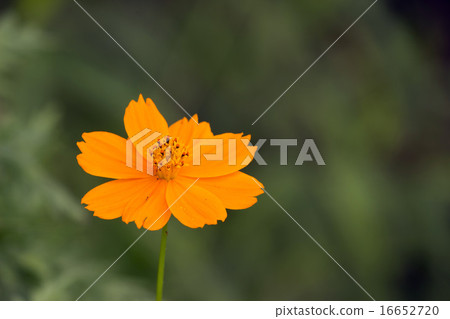 橙色波斯菊花 橙色波斯菊花 16652720