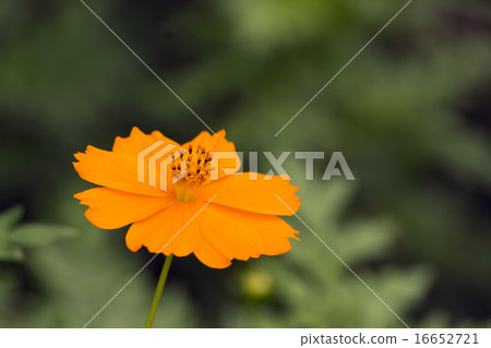 橙色波斯菊花 橙色波斯菊花 16652721