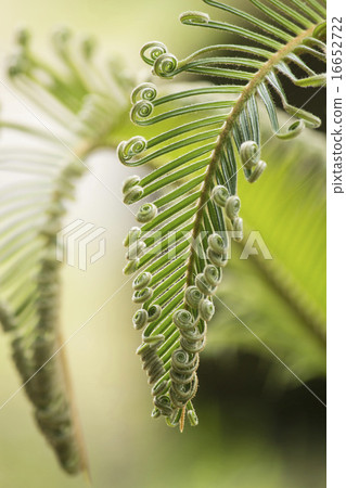 Swirly sprout of cycads 16652722