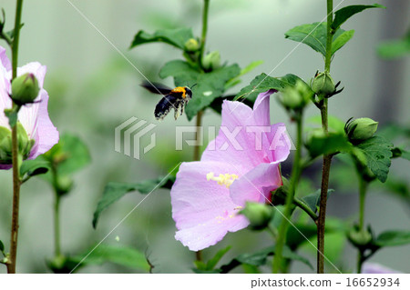 A beard on a flower of a mukge 16652934