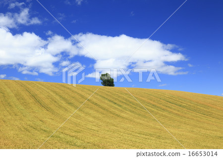 One tree and flow cloud in the field of Biei town Hokkaido 16653014