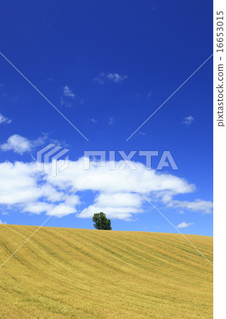 One tree and flow cloud in the field of Biei town Hokkaido 16653015