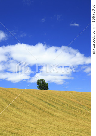One tree and flow cloud in the field of Biei town Hokkaido 16653016