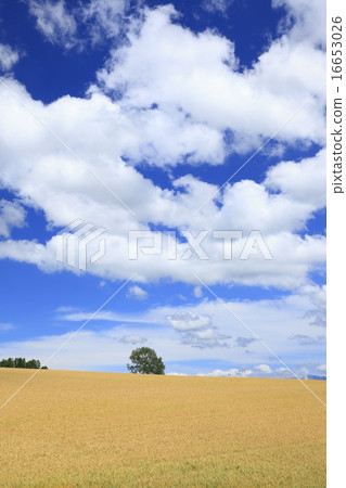 Clouds and groves flowing through wheat fields in Hokkaido Kamifurano-cho Clouds and groves flowing through wheat fields in Hokkaido Kamifurano-cho 16653026