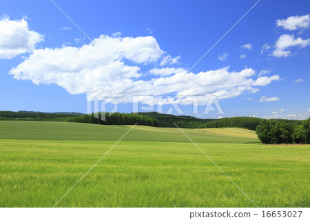 Clouds flowing through the expansive wheat fields of Hokkaido 16653027