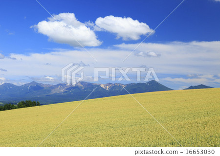 Hokkaido Kamifurano Town Tokachikado mountain ranges and wheat fields on the hill 16653030
