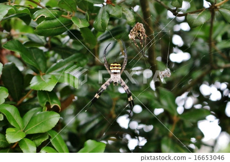 Cogalatidae 16653046