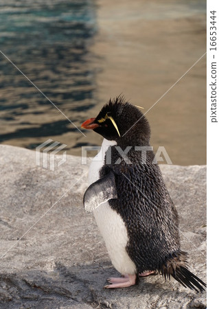 Iwatobi penguin 3 16653444