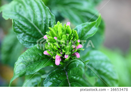 Sango bana Sango bana 16653478