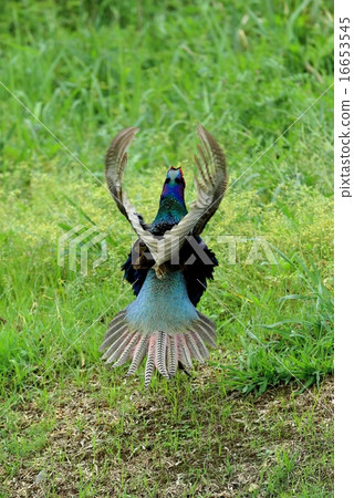 它就像一個天使 它就像一個天使 16653545