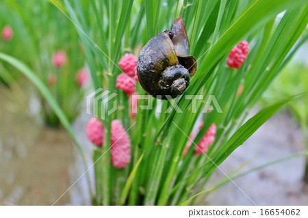 Jumbo Tanishi 16654062