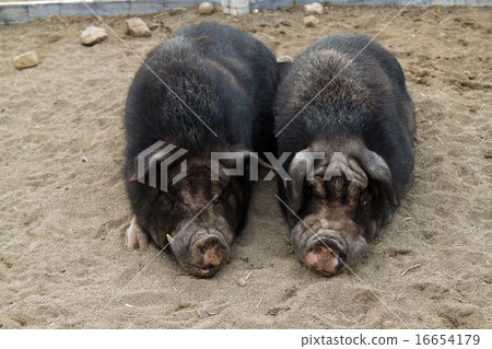 Two sleeping black pigs Two sleeping black pigs 16654179