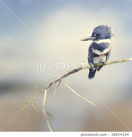 Belted Kingfisher Watercolor Belted Kingfisher Watercolor 16654194