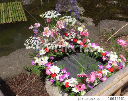 Hasegaji Flower 16654661