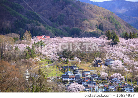 在高田市城堡廢墟公園的櫻花在伊那市長野縣 照片素材 圖片 圖庫 在高田市城堡廢墟公園的櫻花在伊那市長野縣 照片素材 圖片 圖庫